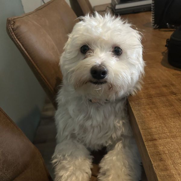 Coco uit Zoetermeer zoekt een Hondenoppas