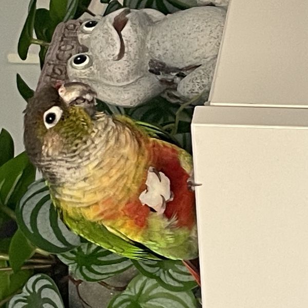 Chico uit Nieuwdorp zoekt een Vogeloppas