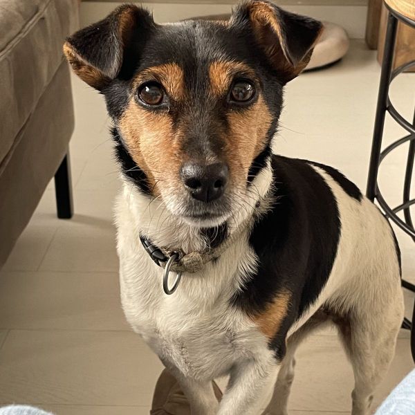 Huisdierenoppas Tessa uit Zevenaar