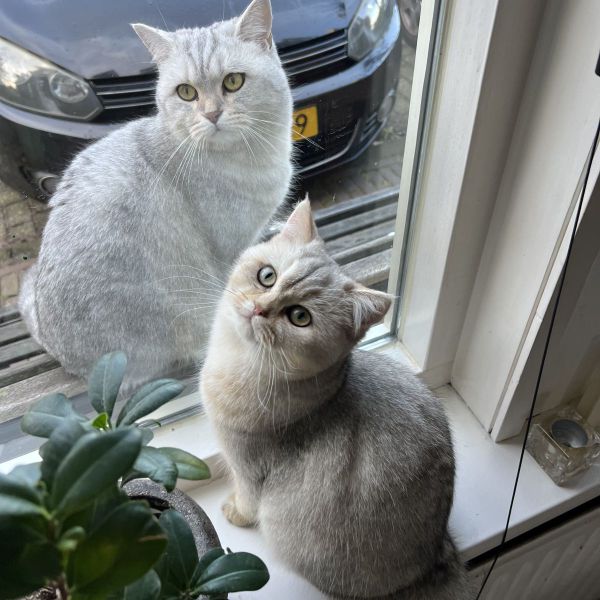 Bowie, Loulou uit Meppel zoekt een Kattenoppas
