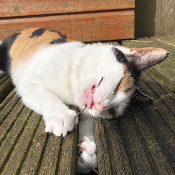 Huisdierenoppas Julia uit Houten