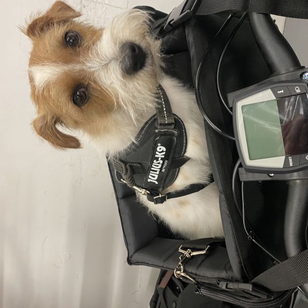 Boomer uit Rotterdam zoekt een Hondenoppas