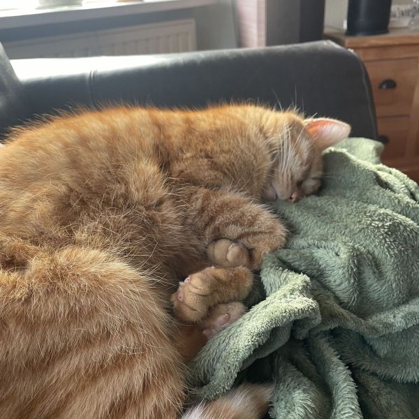 Jack uit Monster zoekt een Kattenoppas