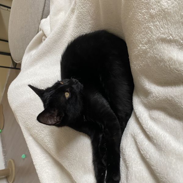 Nox uit Hoogerheide zoekt een Kattenoppas