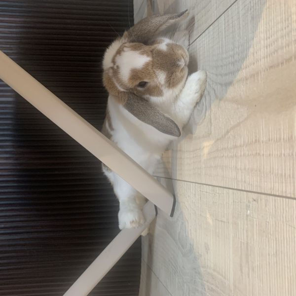 Teddie, Teddie uit Den Bosch zoekt een Knaagdierenoppas
