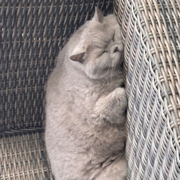 Beer uit Dronten zoekt een Kattenoppas