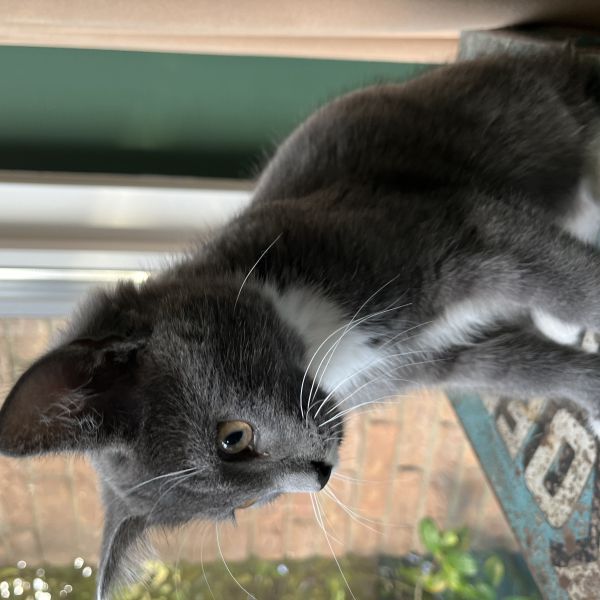 Otis, Bram uit Leusden zoekt een Kattenoppas