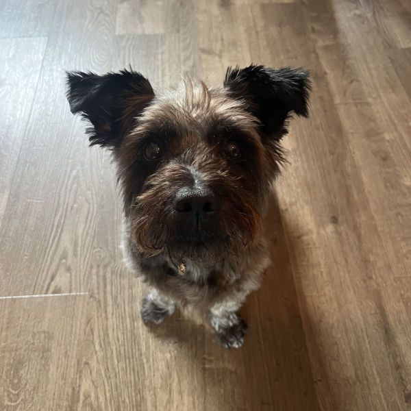 Disa uit Breda zoekt een Hondenoppas