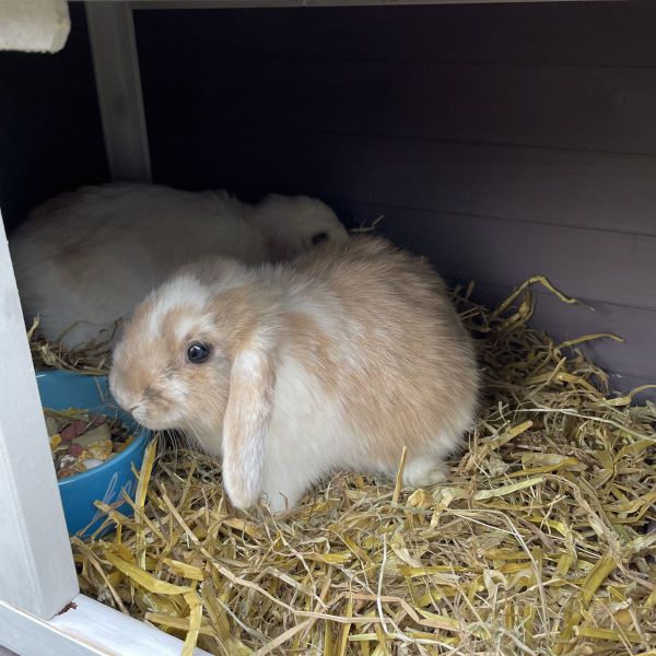 Snoepie, Coco uit Almere zoekt een Knaagdierenoppas