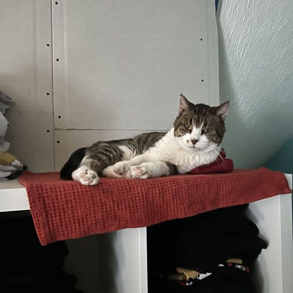Kattenoppas Yifat uit Amsterdam