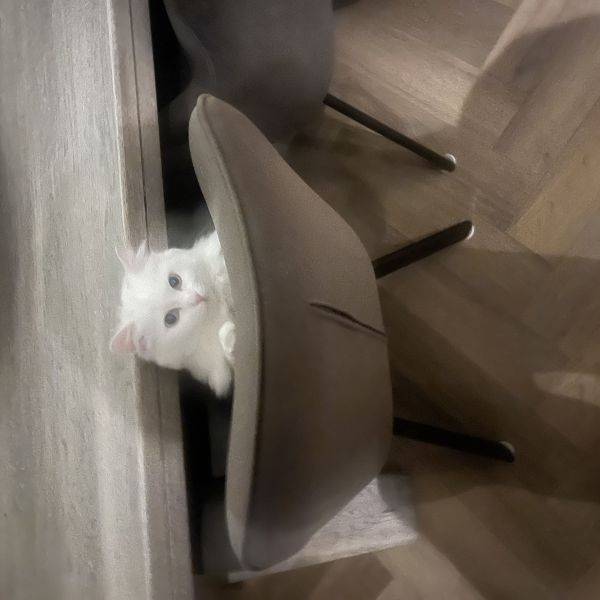 Maui, Guus uit Bovenkarspel zoekt een Kattenoppas