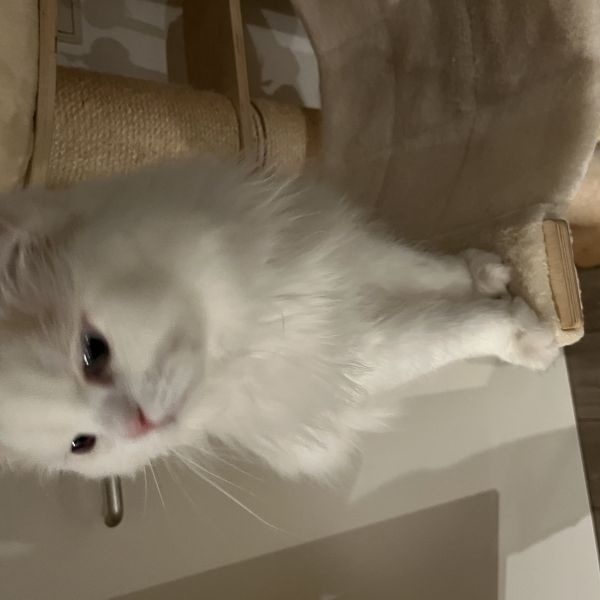 Maxi uit Breda zoekt een Kattenoppas
