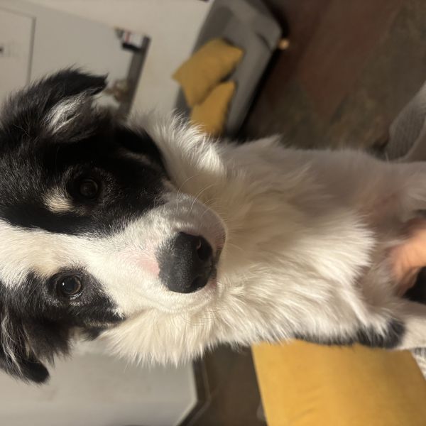 Mae Mae uit Nuland zoekt een Hondenoppas