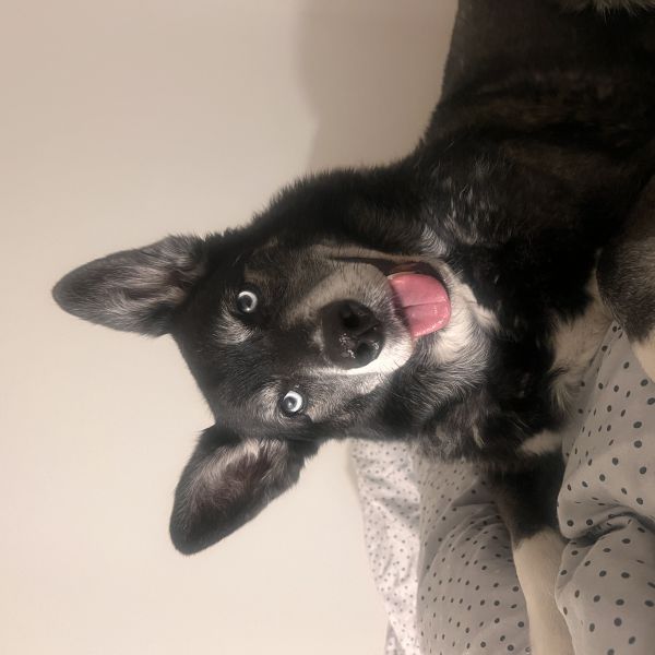 Devon, Dotje uit Amsterdam zoekt een huisdierenoppas