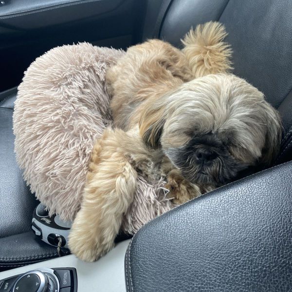 Benci (Bennie) uit Purmerend zoekt een Hondenoppas