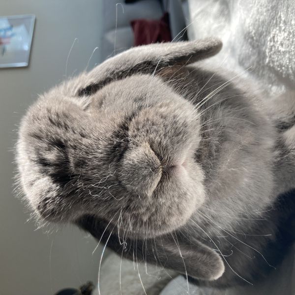 Ragù uit Amsterdam zoekt een Knaagdierenoppas