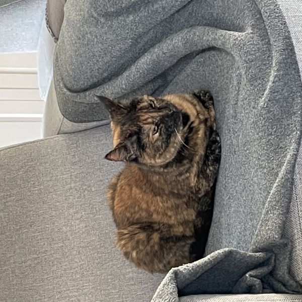 Snoopy uit Goes zoekt een Kattenoppas