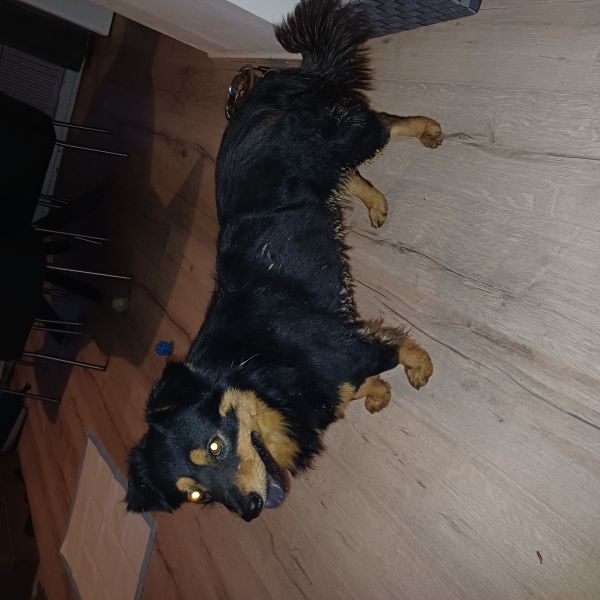 Jovi uit Etten-Leur zoekt een Hondenoppas