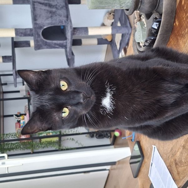 Hendrik, Lilly uit Amersfoort zoekt een Kattenoppas
