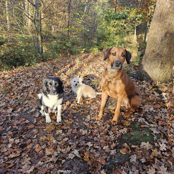 Huisdierenoppas Mirian uit Heerenveen