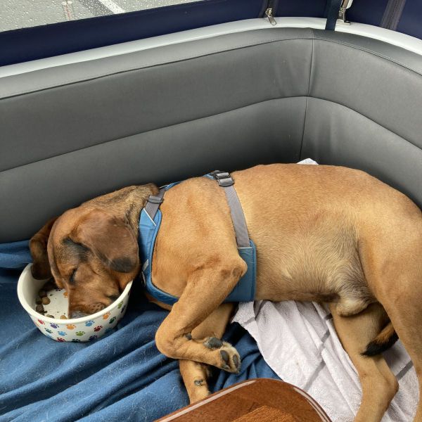 Hondenoppas Ronald uit Vlodrop