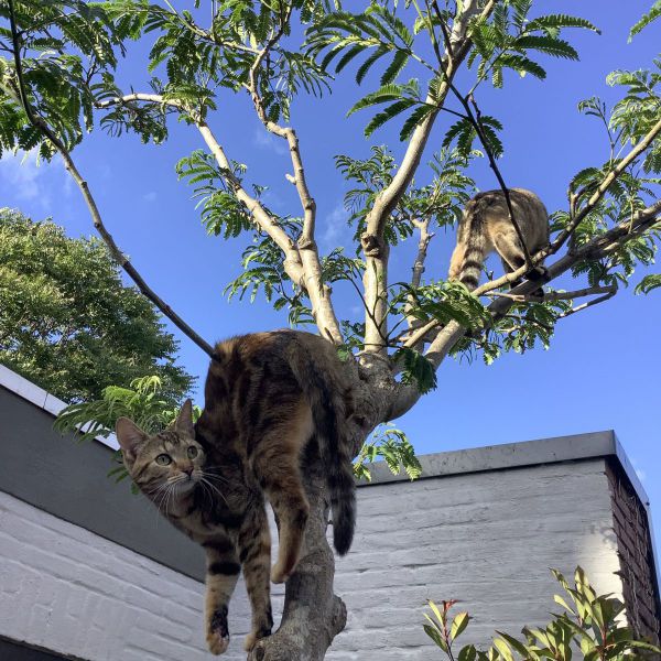 Rizzo, Jazz uit Eindhoven zoekt een Kattenoppas