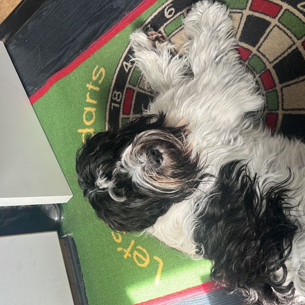 Kuip uit Leiden zoekt een Hondenoppas