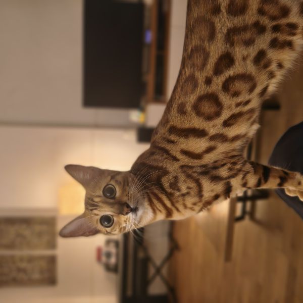 Lalah uit Den Haag zoekt een Kattenoppas