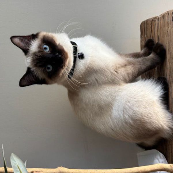Maia, Suus uit Heemstede zoekt een Kattenoppas