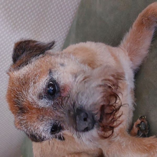 Max, Youp uit Ijsselstein zoekt een Hondenoppas