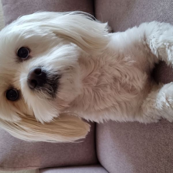 Milou uit Bovensmilde zoekt een Hondenoppas