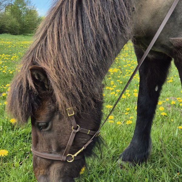 Mingja uit Houten zoekt een Paardenverzorger