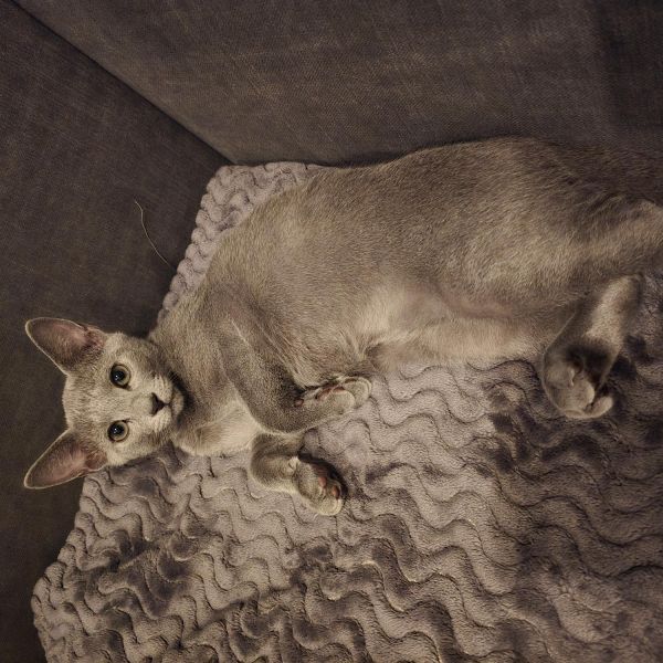 Moos, Puk uit Alkmaar zoekt een Kattenoppas