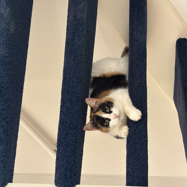 Nala uit Houten zoekt een Kattenoppas