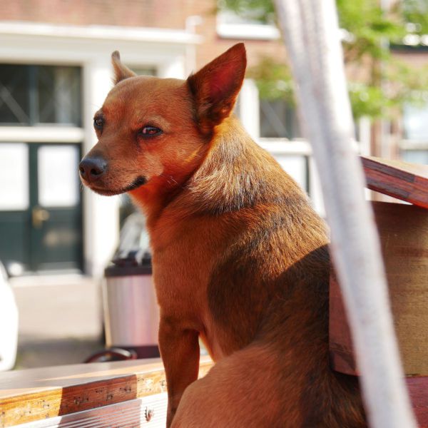 Frenkie uit Leiden zoekt een Hondenoppas