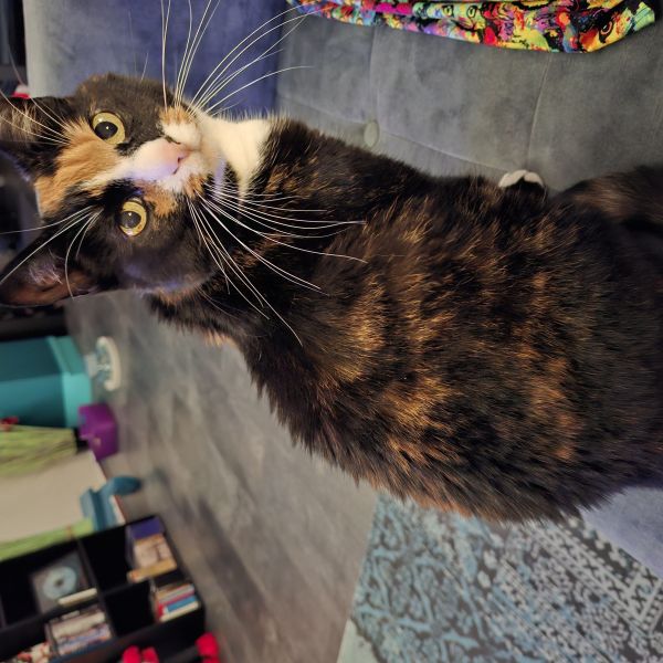 Penny uit Lelystad zoekt een Kattenoppas