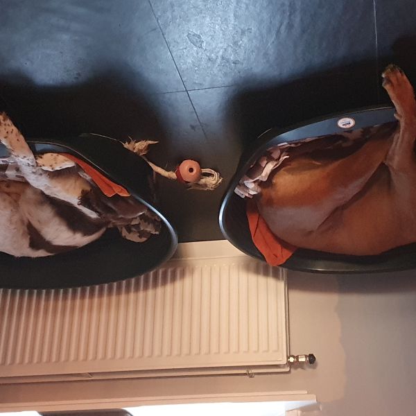 Zimba, Perro uit Zieuwent zoekt een Hondenoppas