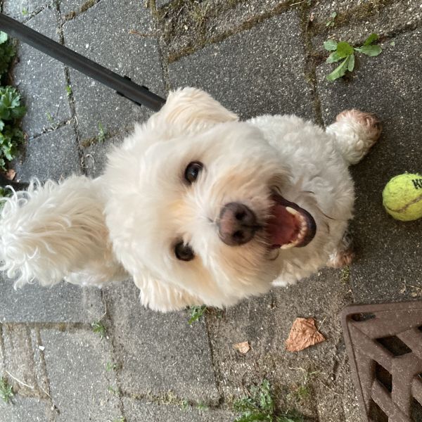 Carla van der Smissen-Bouwmeester, Senna uit Oosterhout zoekt een Hondenoppas