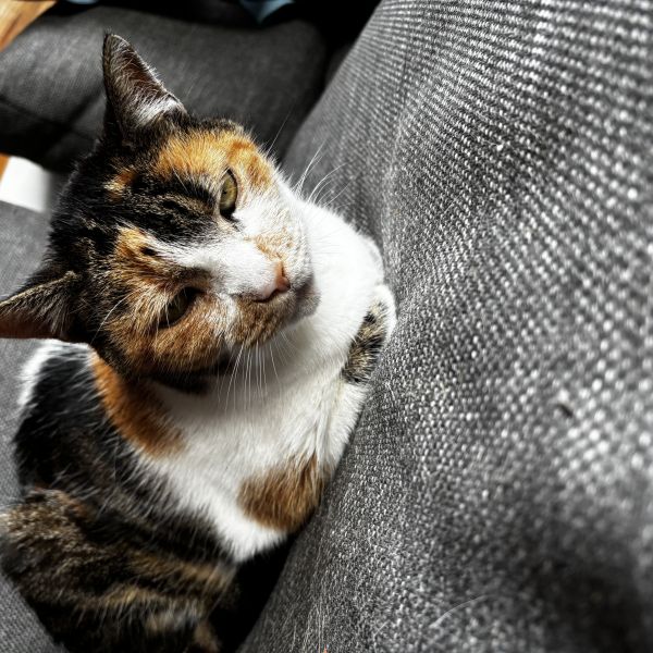 Puck, Tinkerbel, Rumi en De koning uit Zeist zoekt een huisdierenoppas