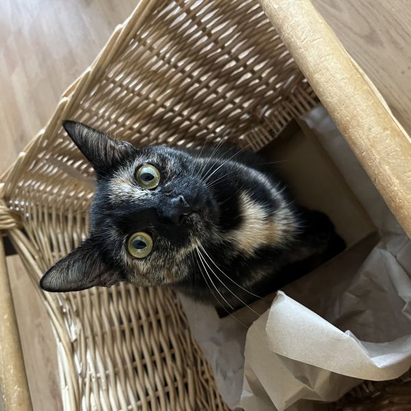 Maya, Floofy uit Houten zoekt een Kattenoppas