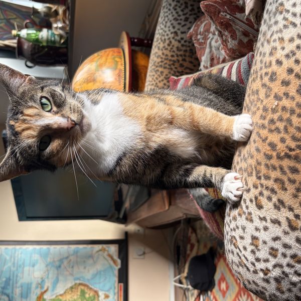 Sunny uit Amsterdam zoekt een Kattenoppas