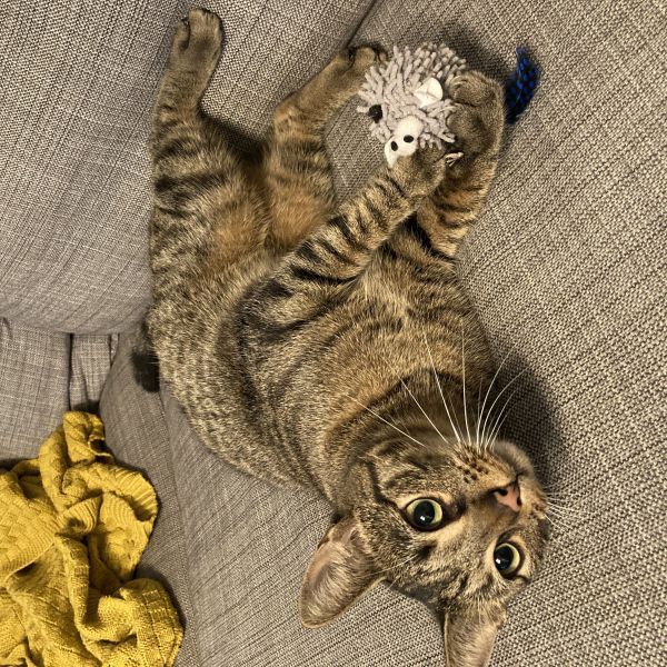 Ot uit Breda zoekt een Kattenoppas