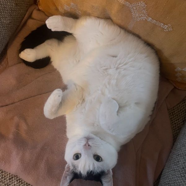 Papaya uit 'S-Graveland zoekt een Kattenoppas