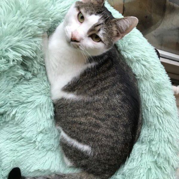 Jacky uit Driebergen-Rijsenburg zoekt een Kattenoppas