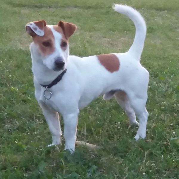 Binky uit Velserbroek zoekt een Hondenoppas