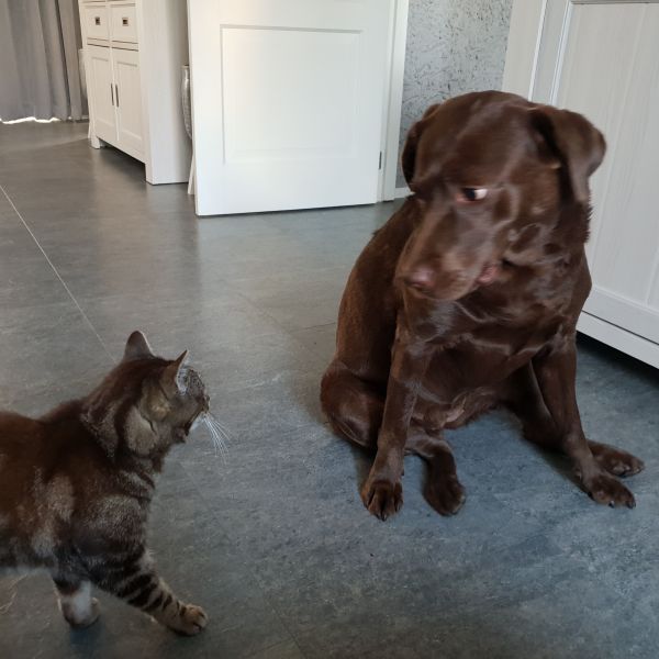 Huisdierenoppas Shelly uit Purmerend