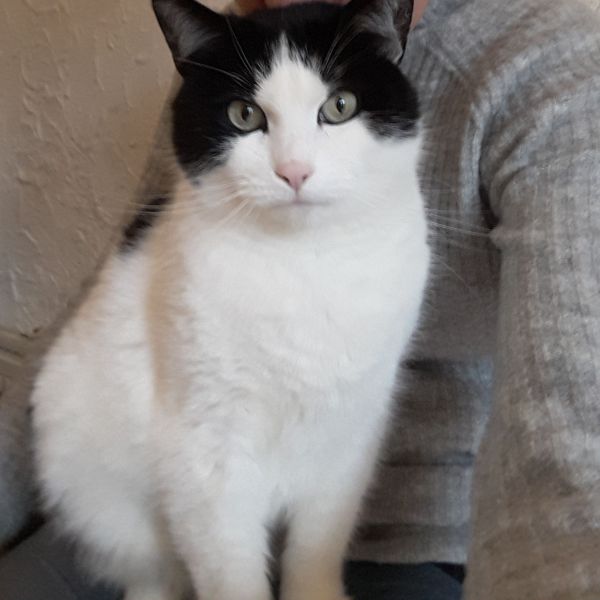 Koe uit Zeist zoekt een Kattenoppas