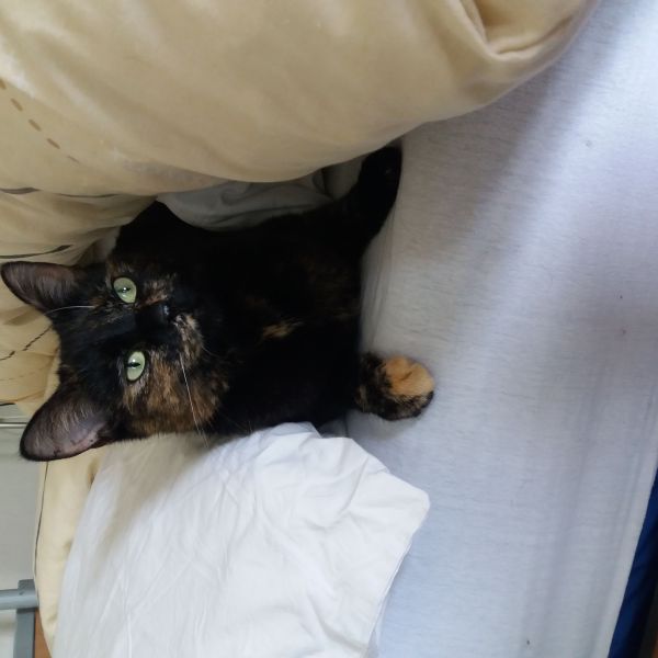 Morris uit Oosterhout zoekt een Kattenoppas