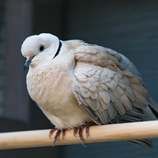 Hummeltje, Roekoe uit Julianadorp zoekt een Vogeloppas