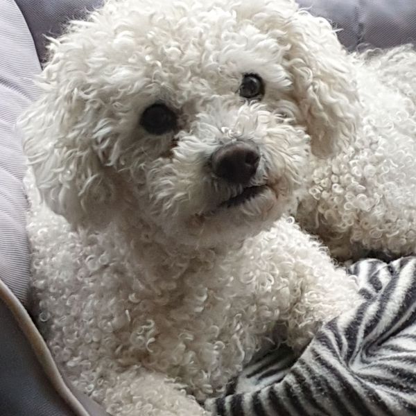 Loki uit Maurik zoekt een Hondenoppas